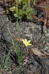 Yellow stargrass
